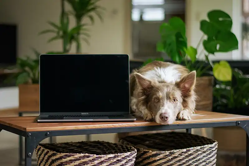 Dog laying next to a computer