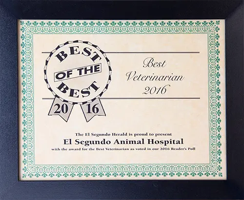 Best of the Best - Best Veterinarian 2016