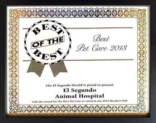 Best of the Best - Best Veterinarian 2013