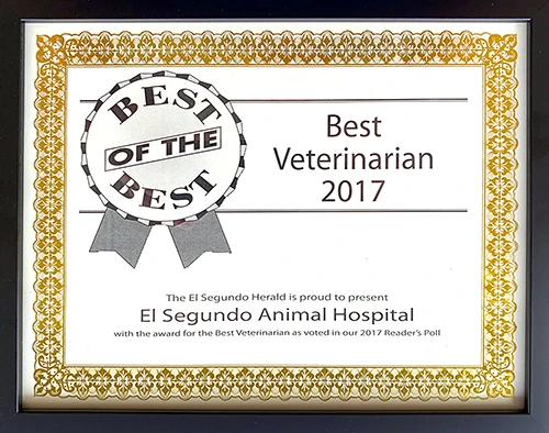 Best of the Best - Best Veterinarian 2017