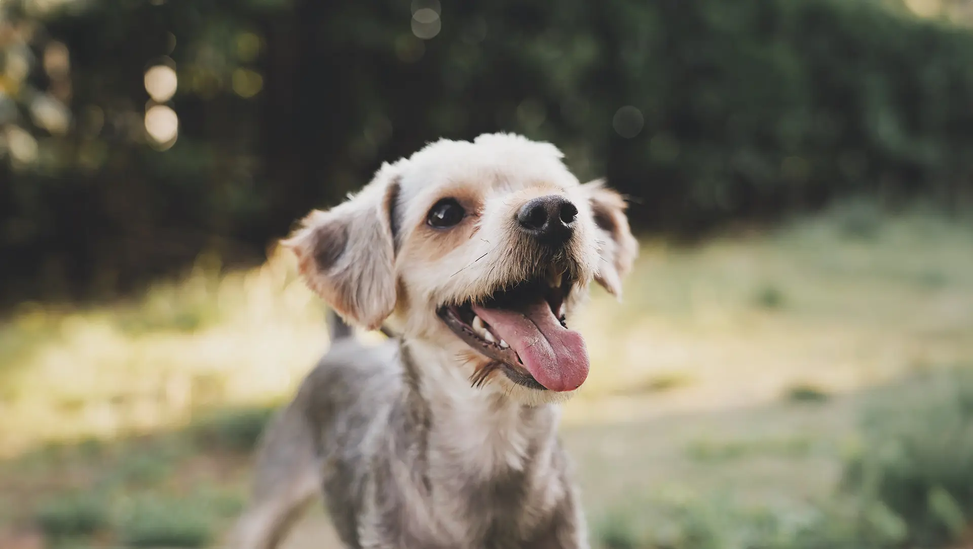 Dutch Smoushond dog smiling