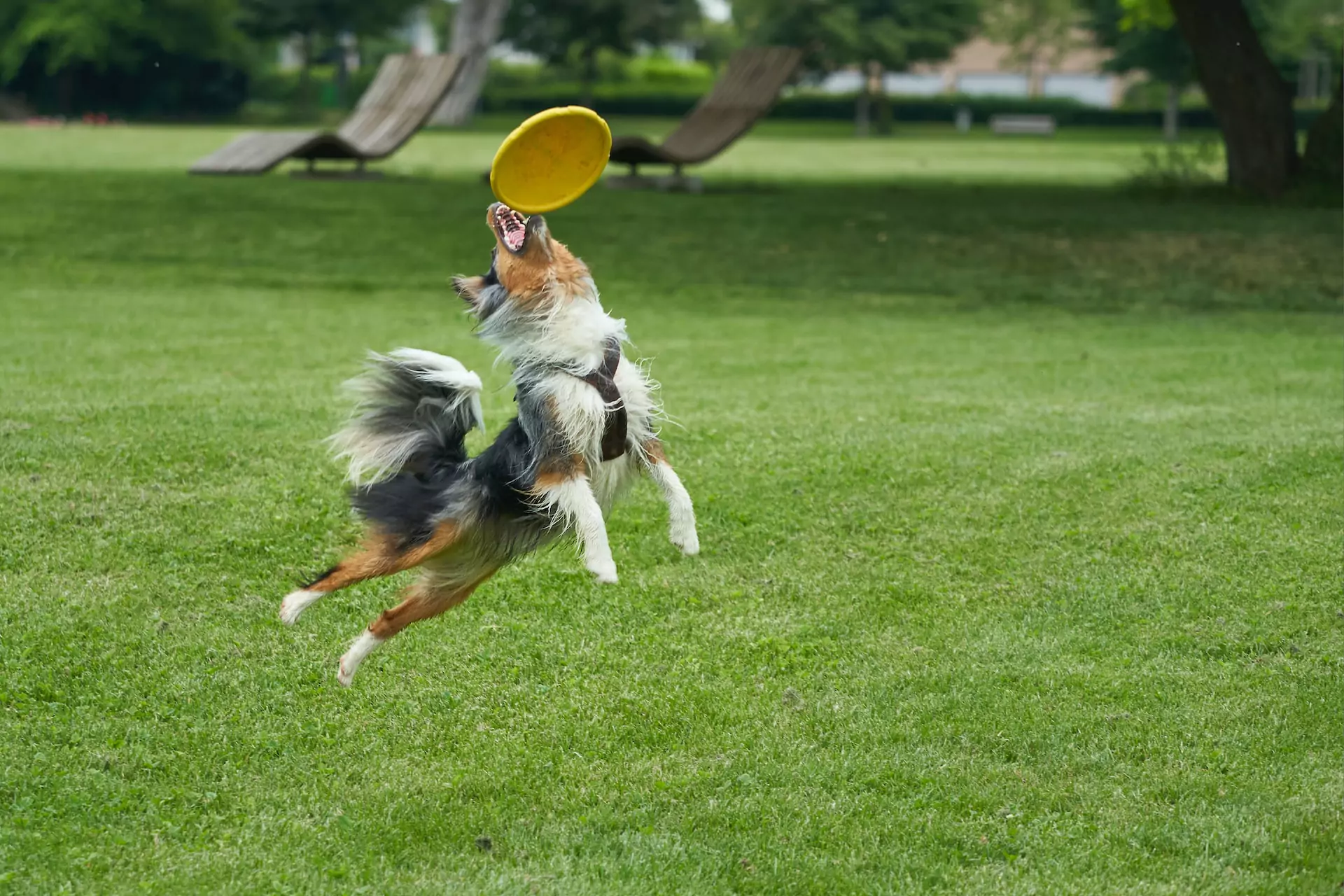dog with black brown and white fur catching a yellow frisbee midair