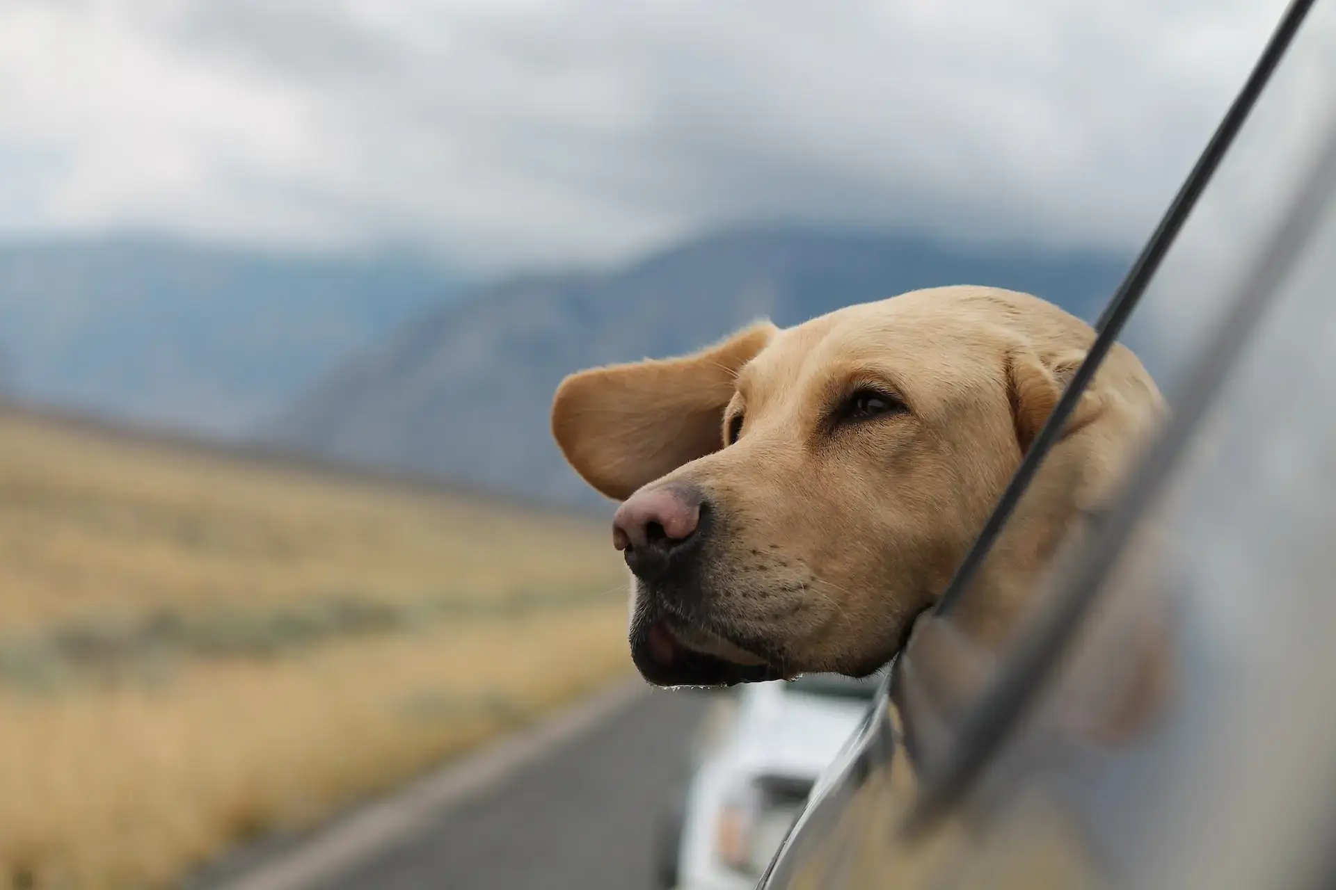 dog with light brown fur sticking his head out of a car window during a car ride
