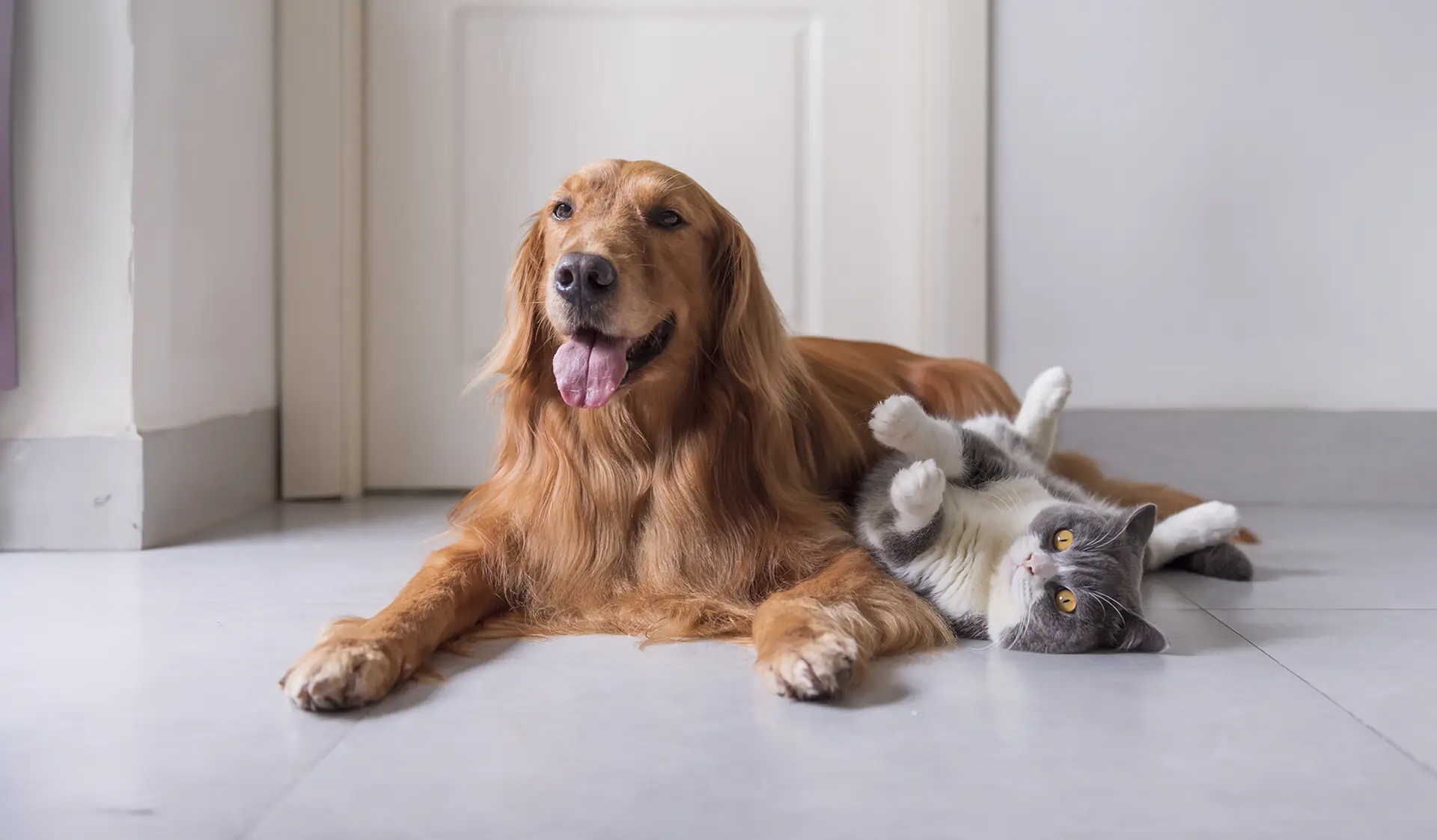 Golden retriever dog and British shorthair cat laying together