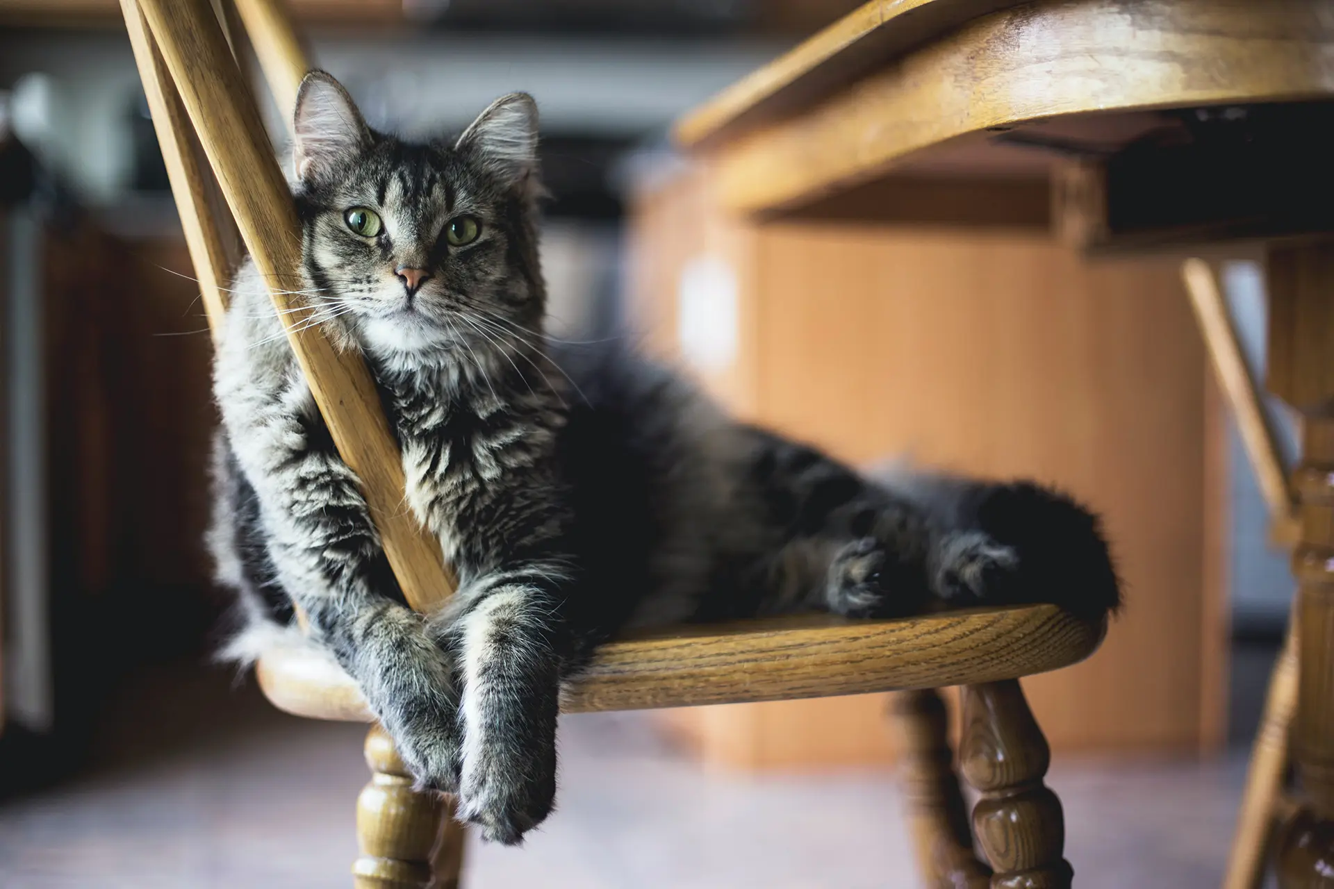 MainCoon cat sitting on a wooden dining chair