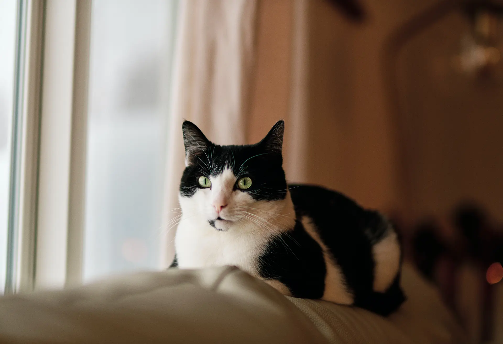Tuxedo shorthair cat laying on a sofa